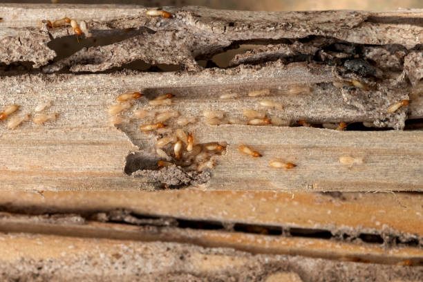 Best Pest Prevention Services  in Jerome, IL